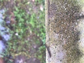 Close-up of lichen on tree trunk in forest