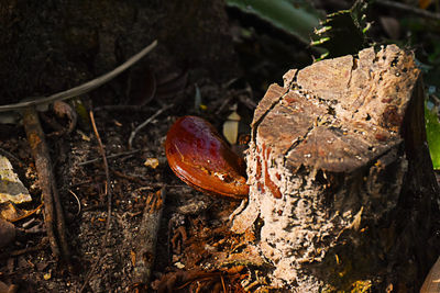 Close-up of dry leaves on rock