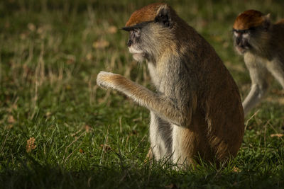 Close-up of monkey on field