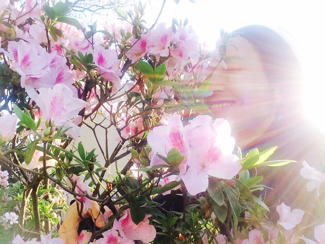 flower, sunbeam, sun, petal, sunlight, fragility, low angle view, freshness, pink color, growth, lens flare, tree, beauty in nature, nature, plant, blooming, day, sky, flower head, in bloom