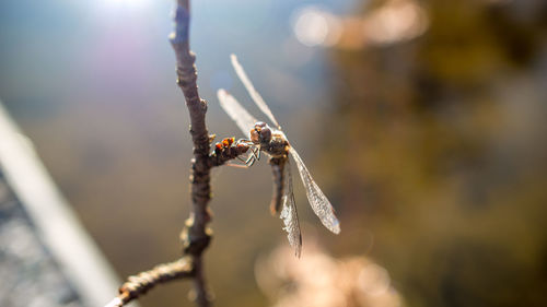 Close-up of spider on web