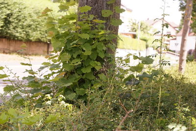 Close-up of flowering plants in yard