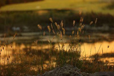 Plants growing on land against sky