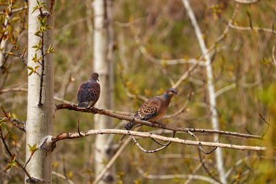 Birds perching on branch