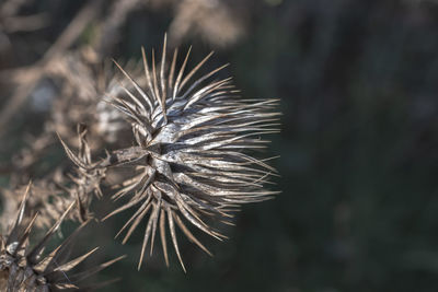 Close-up of dried plant on field