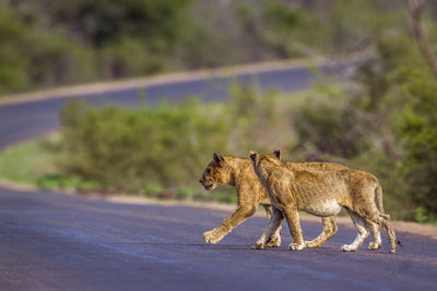 Lionesses walking on road