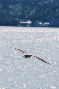 Bird flying over sea