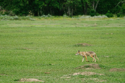 Dog in a field