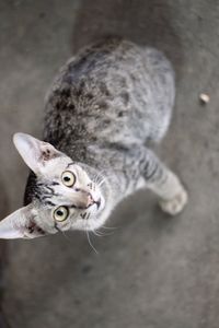 Close-up of a cat