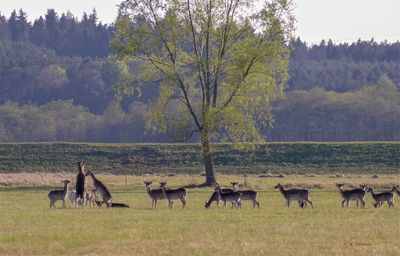 Horses in a field