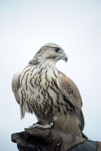 Close-up of a bird