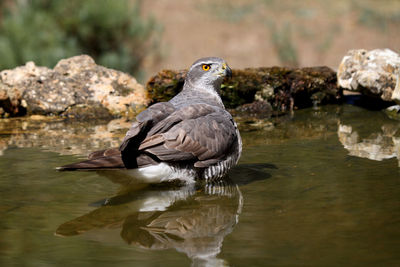 Close-up of bird perching on rock