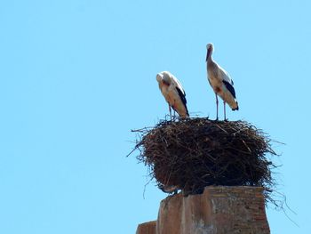 Bird perching on wooden post against clear sky