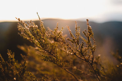 Close-up of plants on field against sky