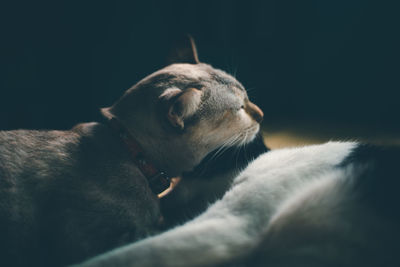 Close-up of a dog sleeping