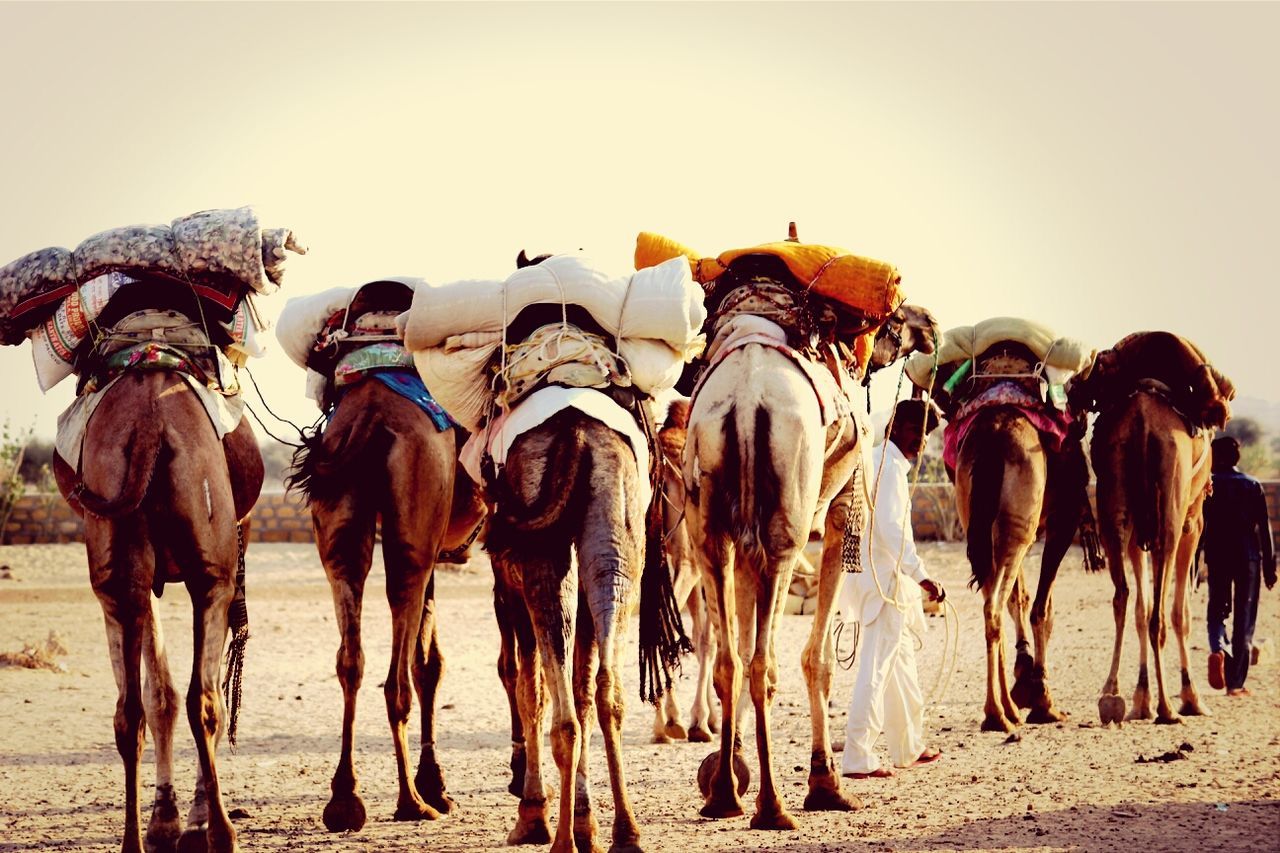 horse, livestock, animal themes, domestic animals, working animal, clear sky, mammal, camel, herbivorous, desert, cow, standing, field, medium group of animals, copy space, landscape, sky, day, outdoors