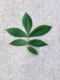 High angle view of leaves