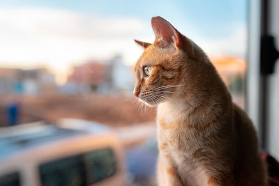 Close-up of a cat looking away