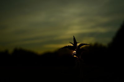 Close-up of silhouette plant on field against sky at sunset