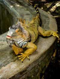 Close up of iguana