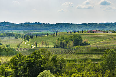 Scenic view of agricultural field against sky