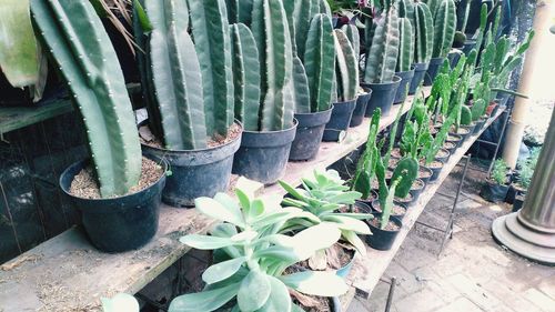 High angle view of succulent plants in yard