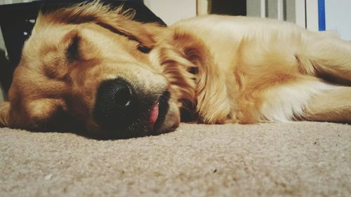 Close-up of dog sleeping