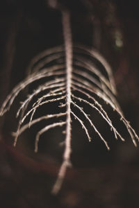 Close-up of feather