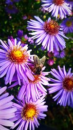 Close-up of bee on purple flowers