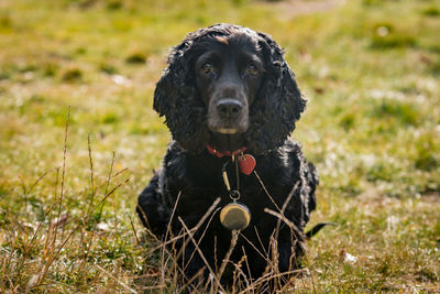 Portrait of a dog on field