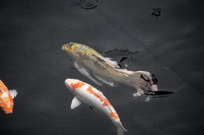 High angle view of koi carps swimming in lake