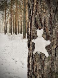 Snow covered trees on field in forest