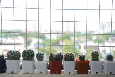 View of potted plants on window