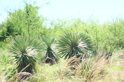 Close-up of plants growing on field against sky