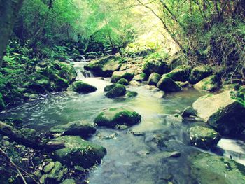 Stream flowing through rocks in forest