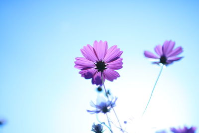 Close-up of purple cosmos flowers blooming against sky