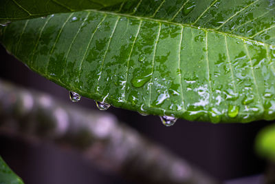 Close-up of raindrops on leaves