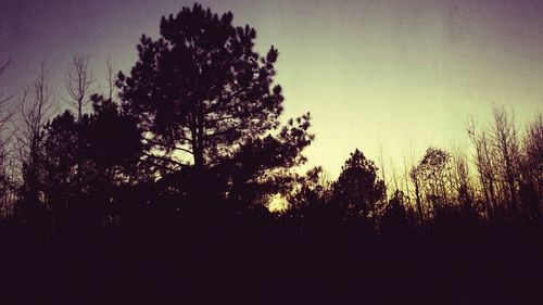 Silhouette of trees against sky at sunset