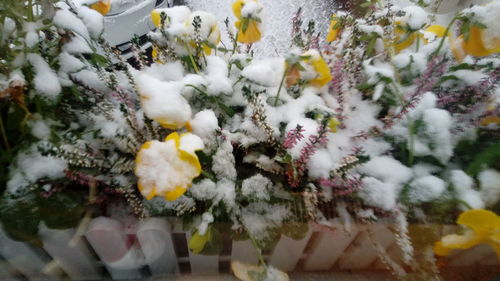 Close-up of flowers on snow