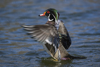 Duck swimming in lake