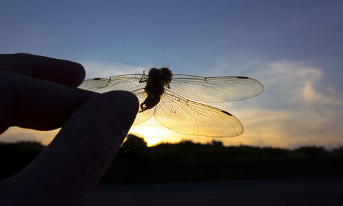 Close-up of hand holding insect against the sky at sunset