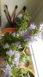 Close-up of flowers