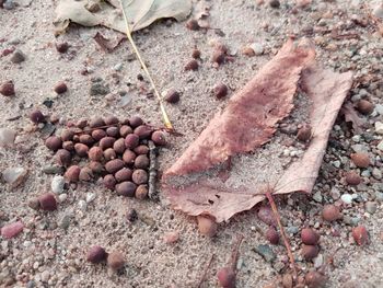 High angle view of crab on beach