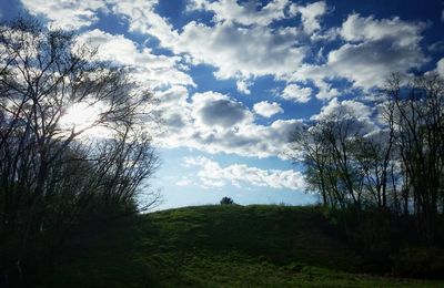 Trees on field against sky