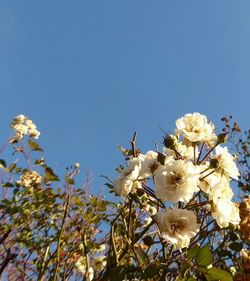 Low angle view of white flowers against clear sky