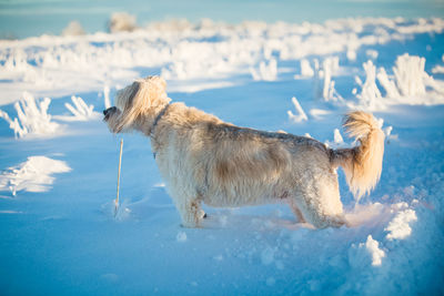 View of dog on snow covered land