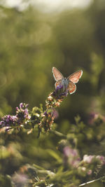 Butterfly on flower