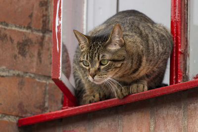 Portrait of tabby cat against brick wall