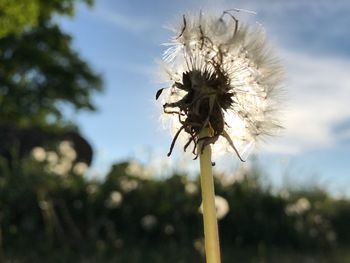 Close-up of dandelion against sky