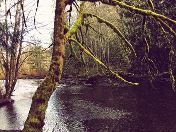 Bare trees in river against sky